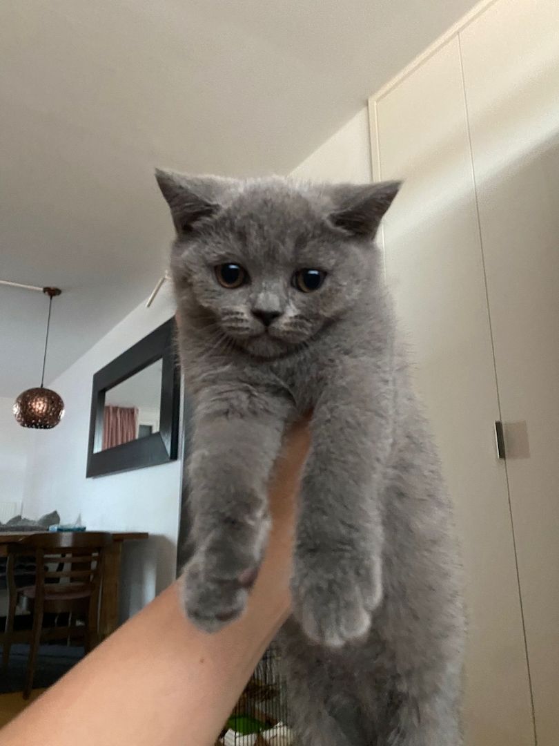 Bkh Kätzchen Reinrassig