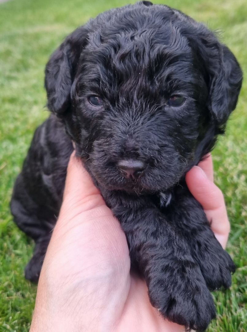 REINRASSIGE KLEINWELPEN PUDEL