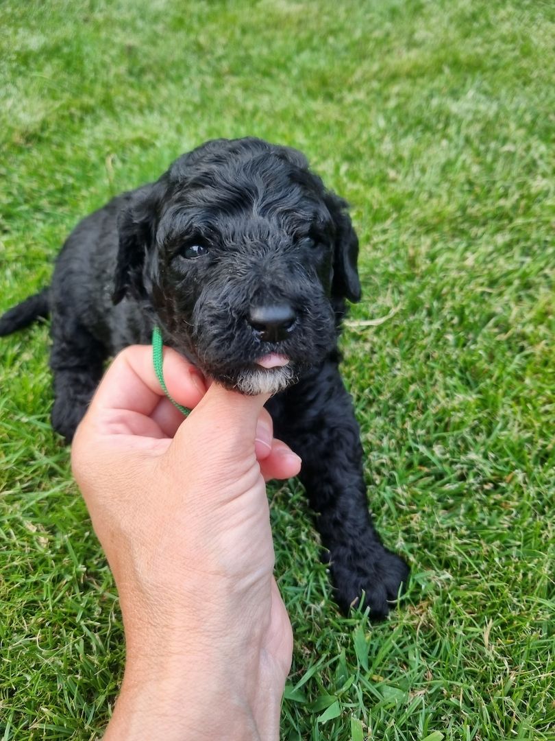 REINRASSIGE KLEINWELPEN PUDEL