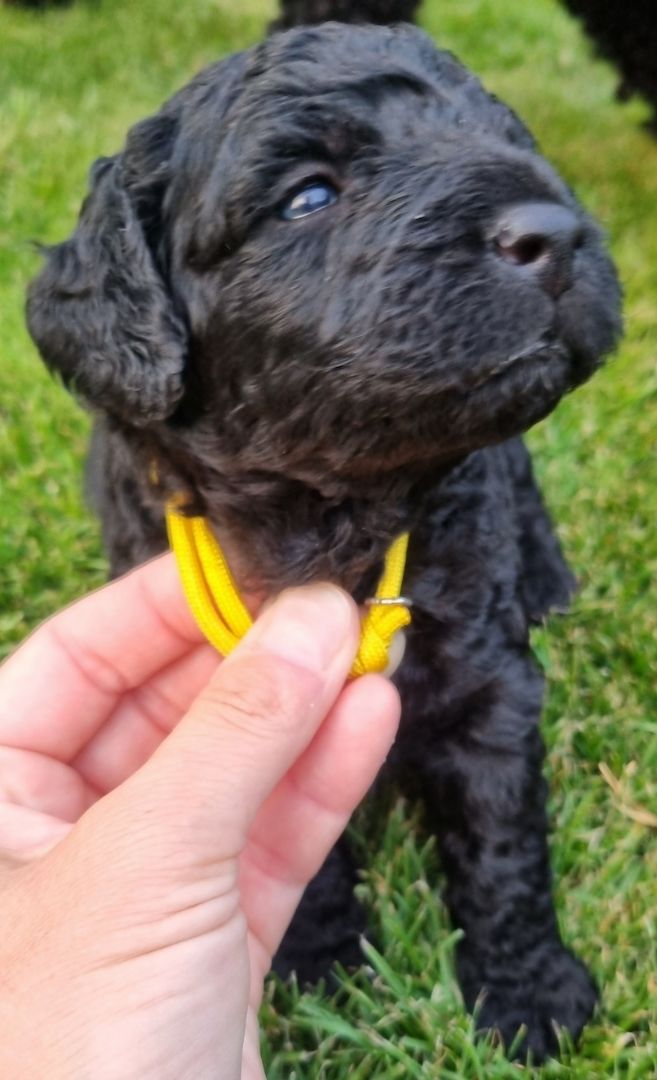 REINRASSIGE KLEINWELPEN PUDEL