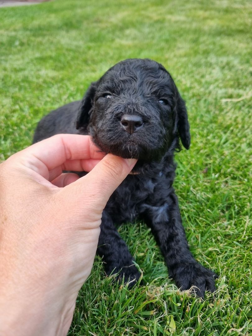 REINRASSIGE KLEINWELPEN PUDEL