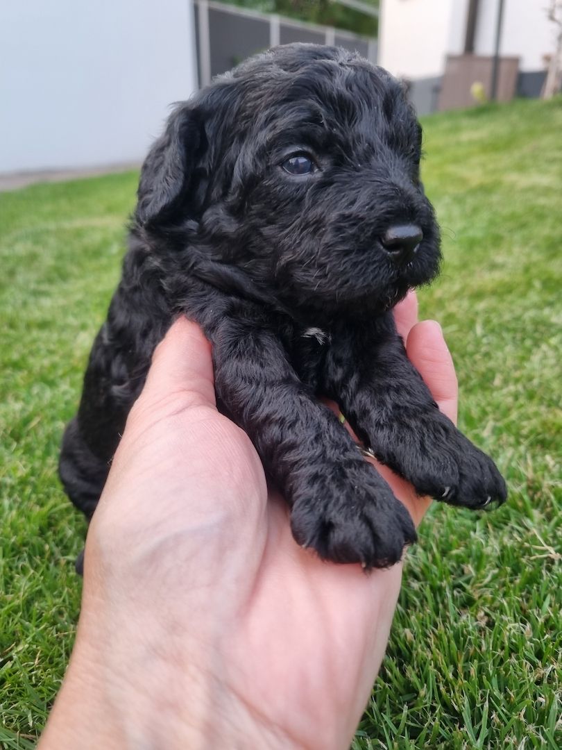 REINRASSIGE KLEINWELPEN PUDEL