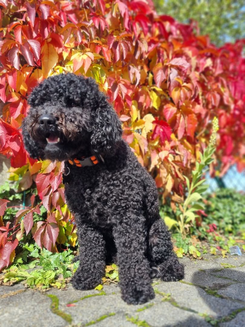 REINRASSIGE KLEINWELPEN PUDEL