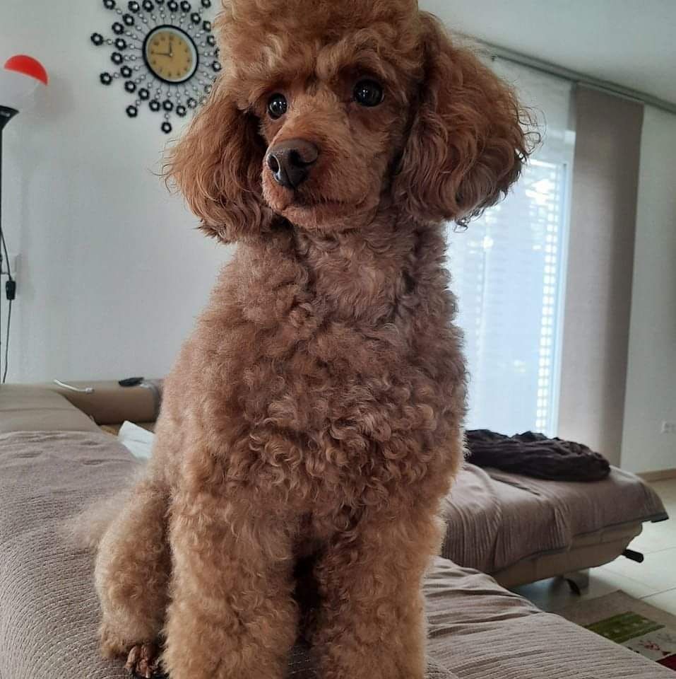 REINRASSIGE KLEINWELPEN PUDEL