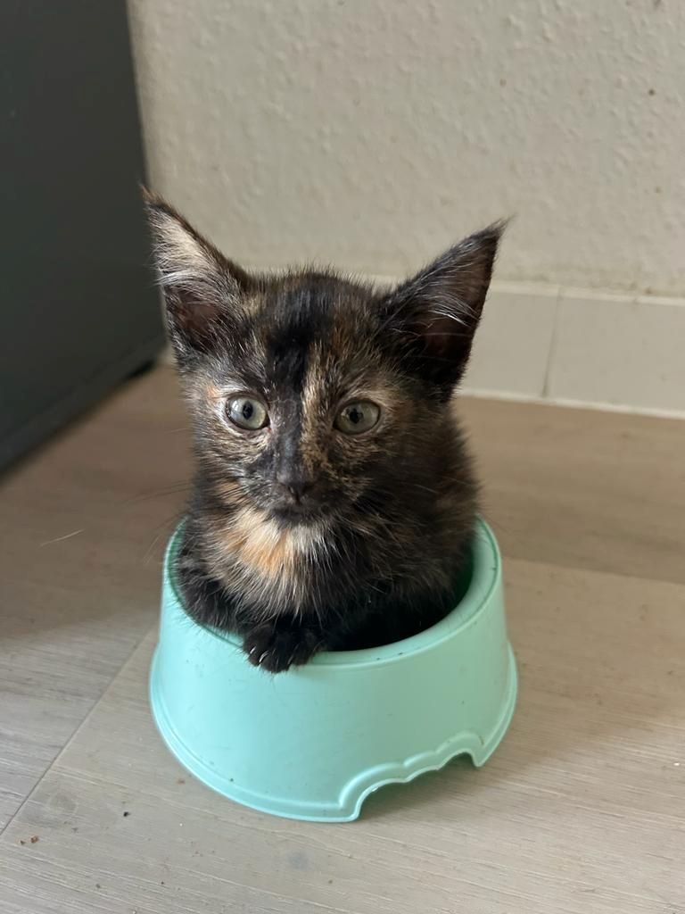 4 Katzenkinder suchen neue liebevolle Eltern