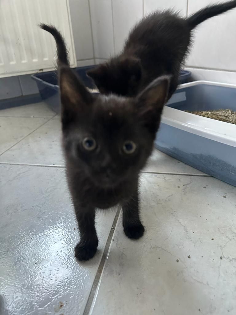 4 Katzenkinder suchen neue liebevolle Eltern