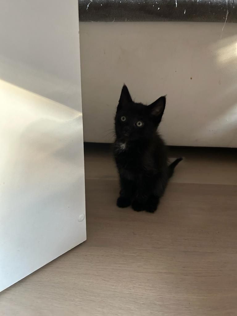 4 Katzenkinder suchen neue liebevolle Eltern