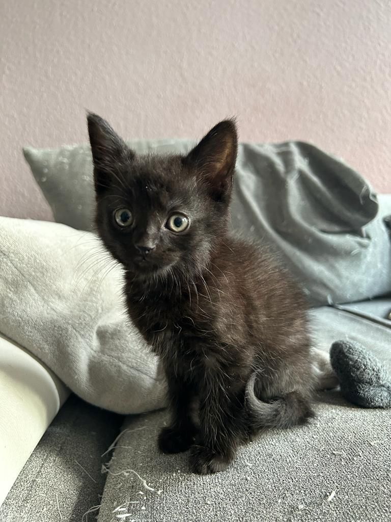 4 Katzenkinder suchen neue liebevolle Eltern