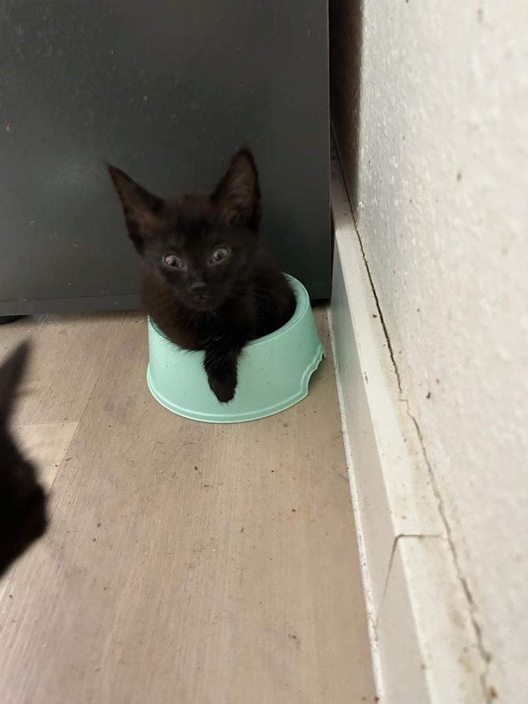 4 Katzenkinder suchen neue liebevolle Eltern