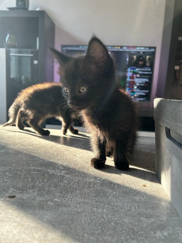 4 Katzenkinder suchen neue liebevolle Eltern