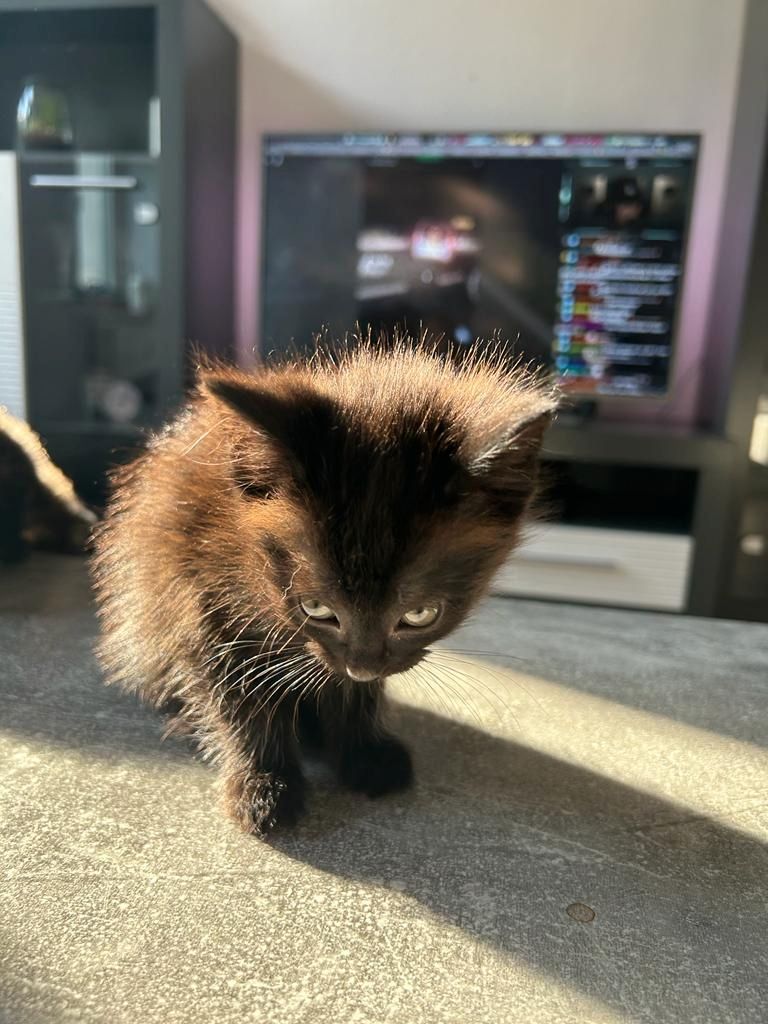 4 Katzenkinder suchen neue liebevolle Eltern