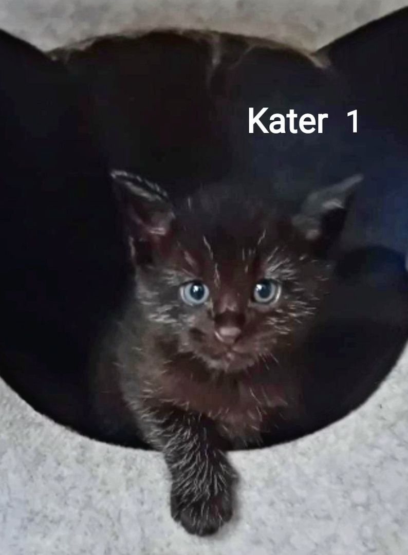 Wunderschöne Maine Coon Kitten Mix