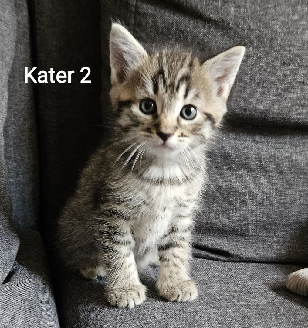 Wunderschöne Maine Coon Kitten Mix