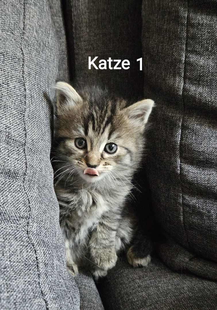 Wunderschöne Maine Coon Kitten Mix