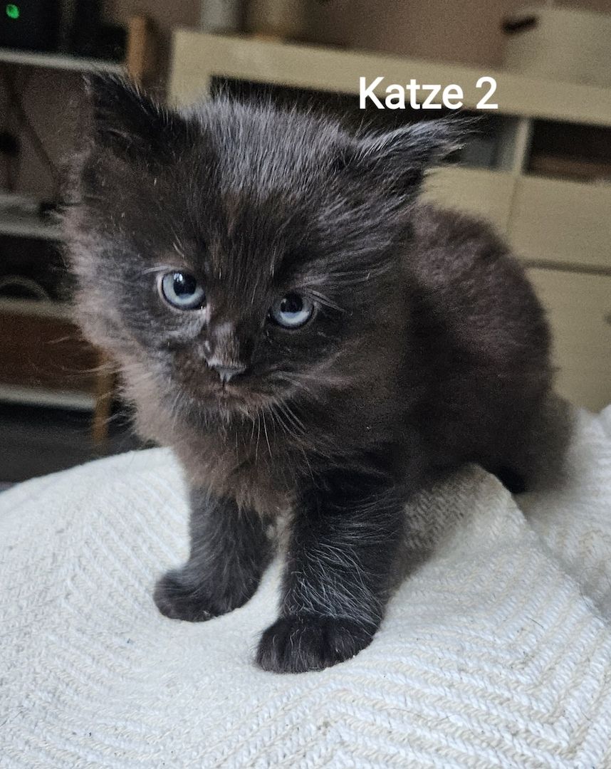 Wunderschöne Maine Coon Kitten Mix