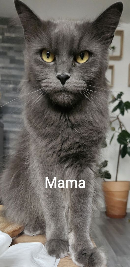 Wunderschöne Maine Coon Kitten Mix