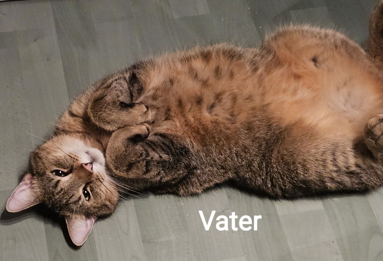 Wunderschöne Maine Coon Kitten Mix