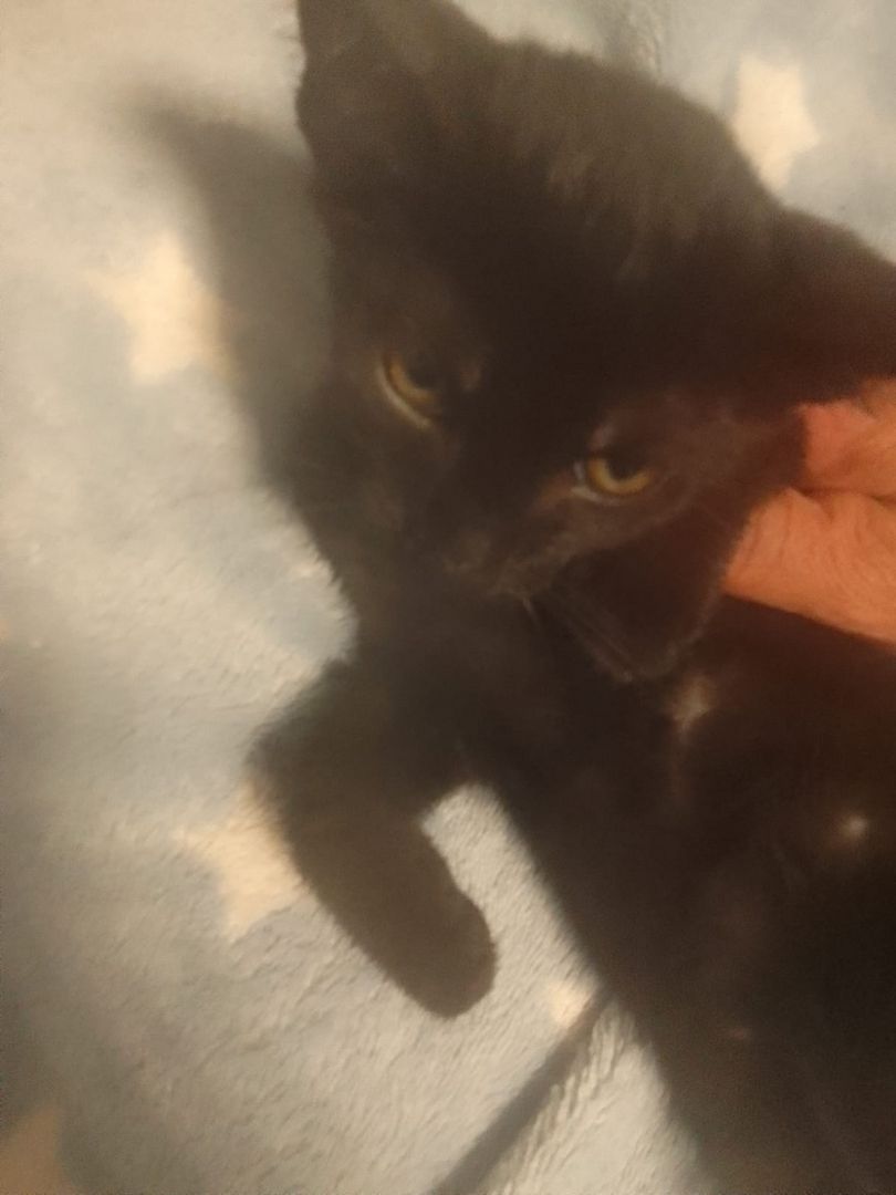 Süße Katzenbabys zu verkaufen