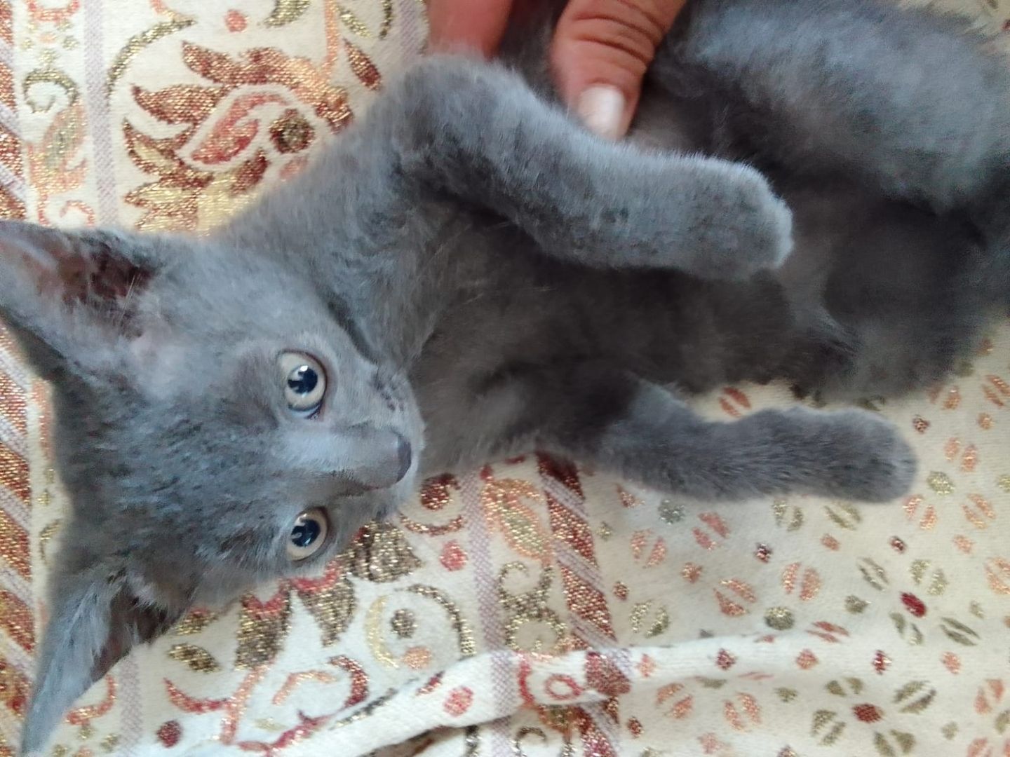 Süße Katzenbabys zu verkaufen