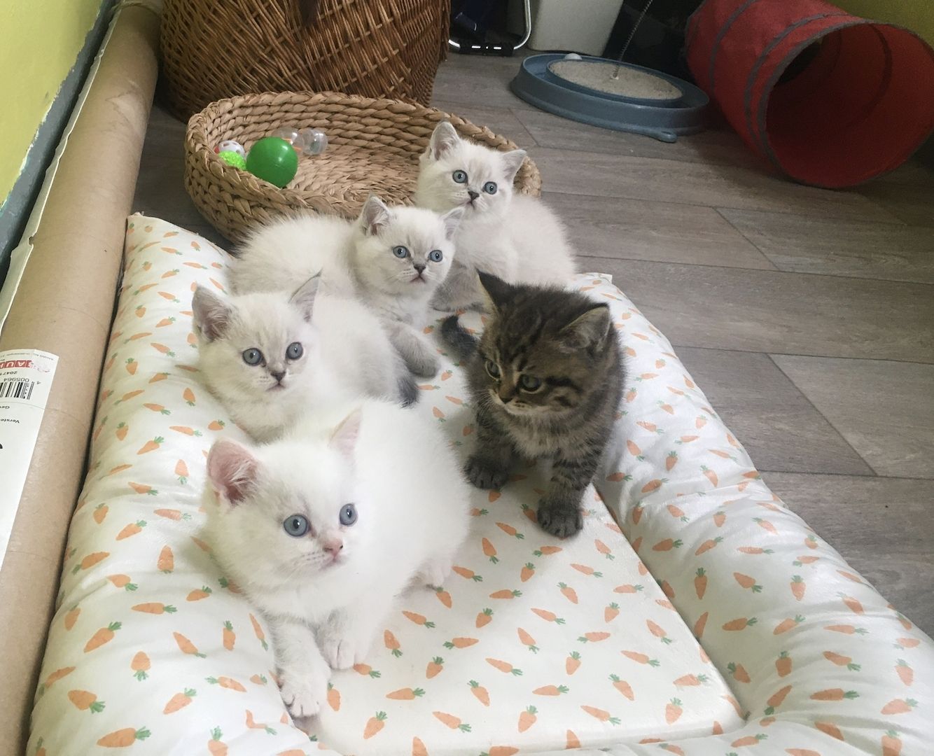 Reinrassige BKH Kitten