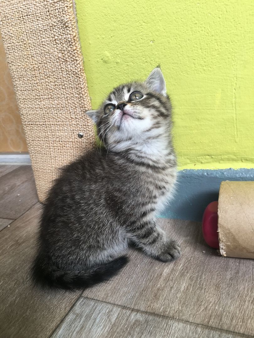 Reinrassige BKH Kitten