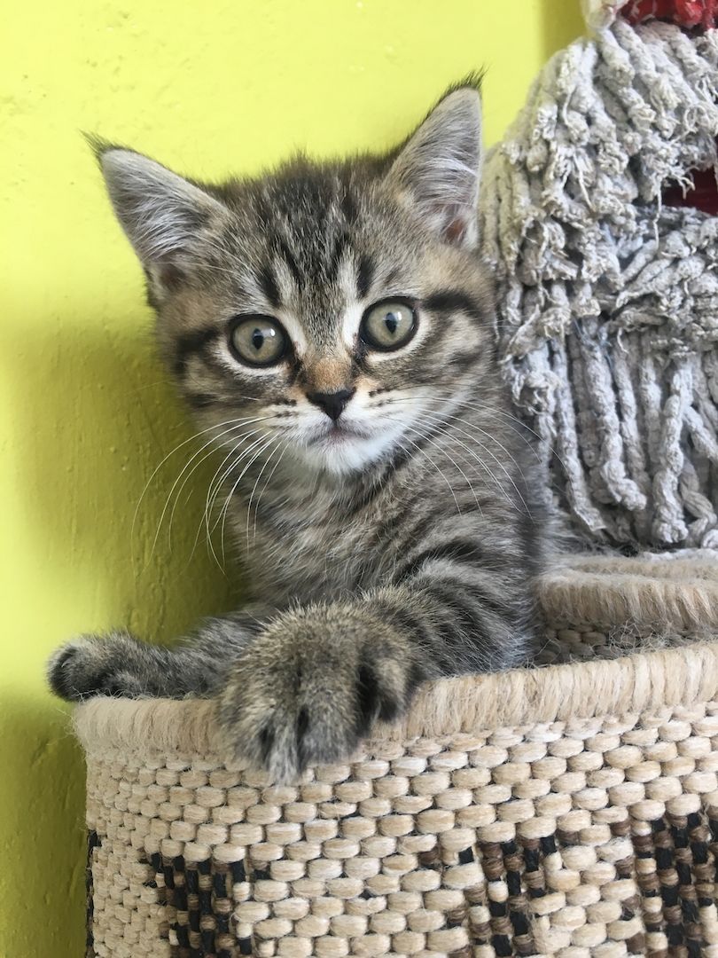 Reinrassige BKH Kitten