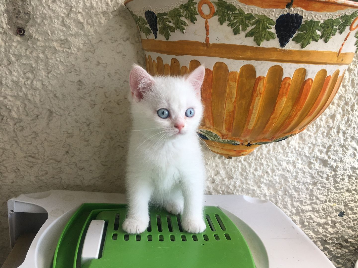 Reinrassige BKH Kitten