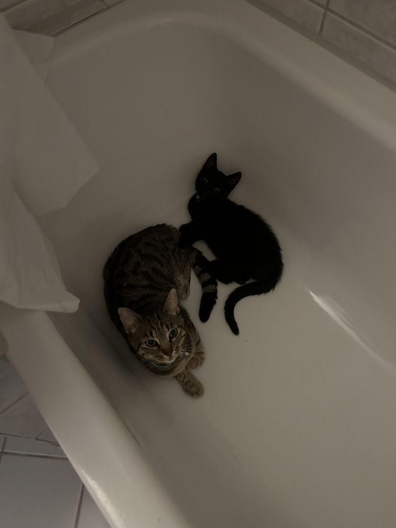 Abu sucht ein Zuhause