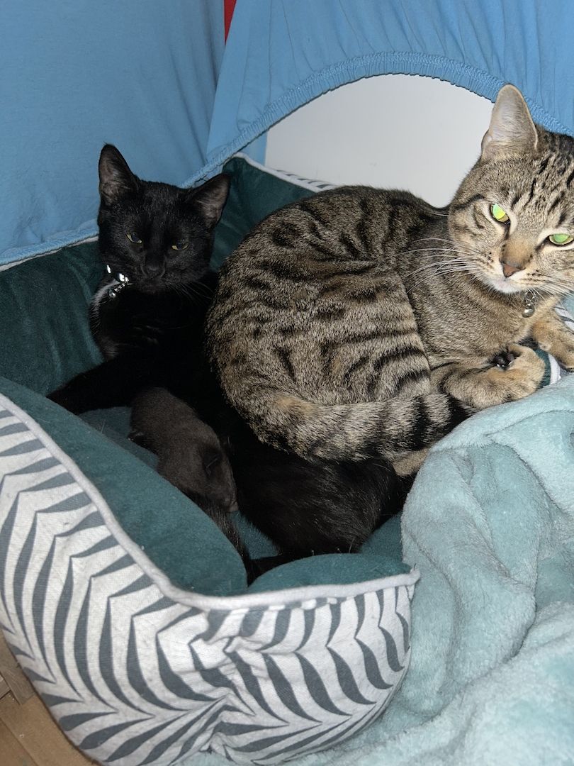 Abu sucht ein Zuhause