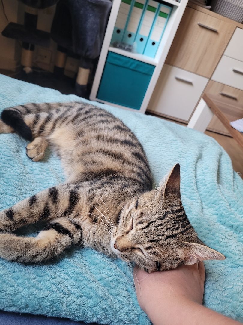 Abu sucht ein Zuhause