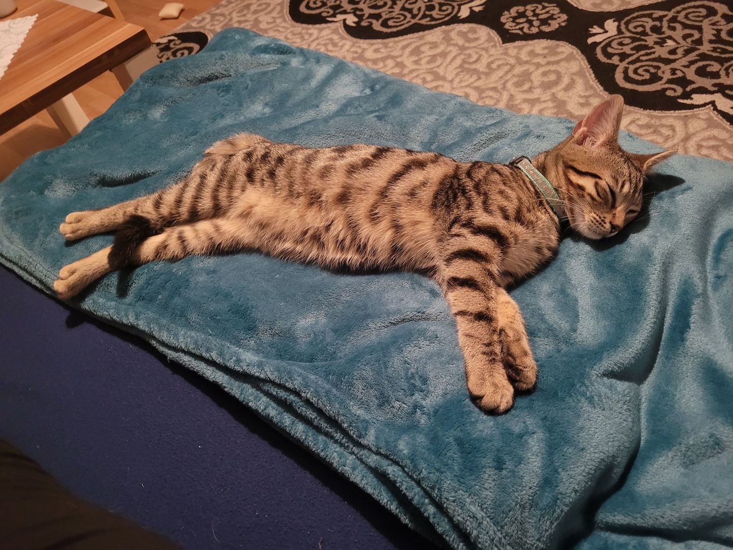 Abu sucht ein Zuhause