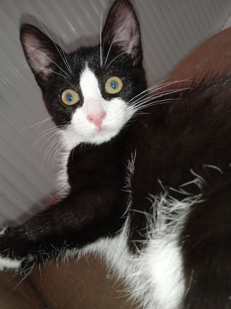 Zückersüße 13 Wochen alte Babykatzen suchen liebevolles Zuhause