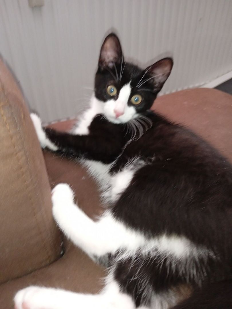 Zückersüße 13 Wochen alte Babykatzen suchen liebevolles Zuhause