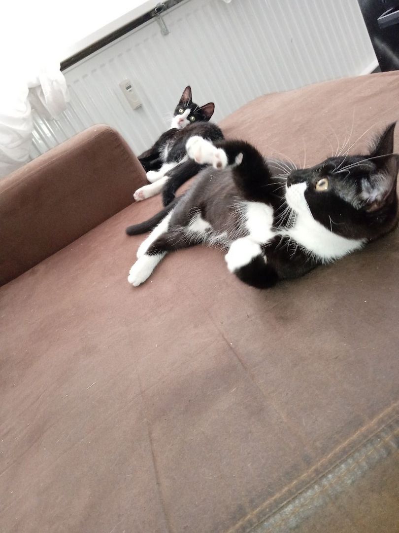 Zückersüße 13 Wochen alte Babykatzen suchen liebevolles Zuhause