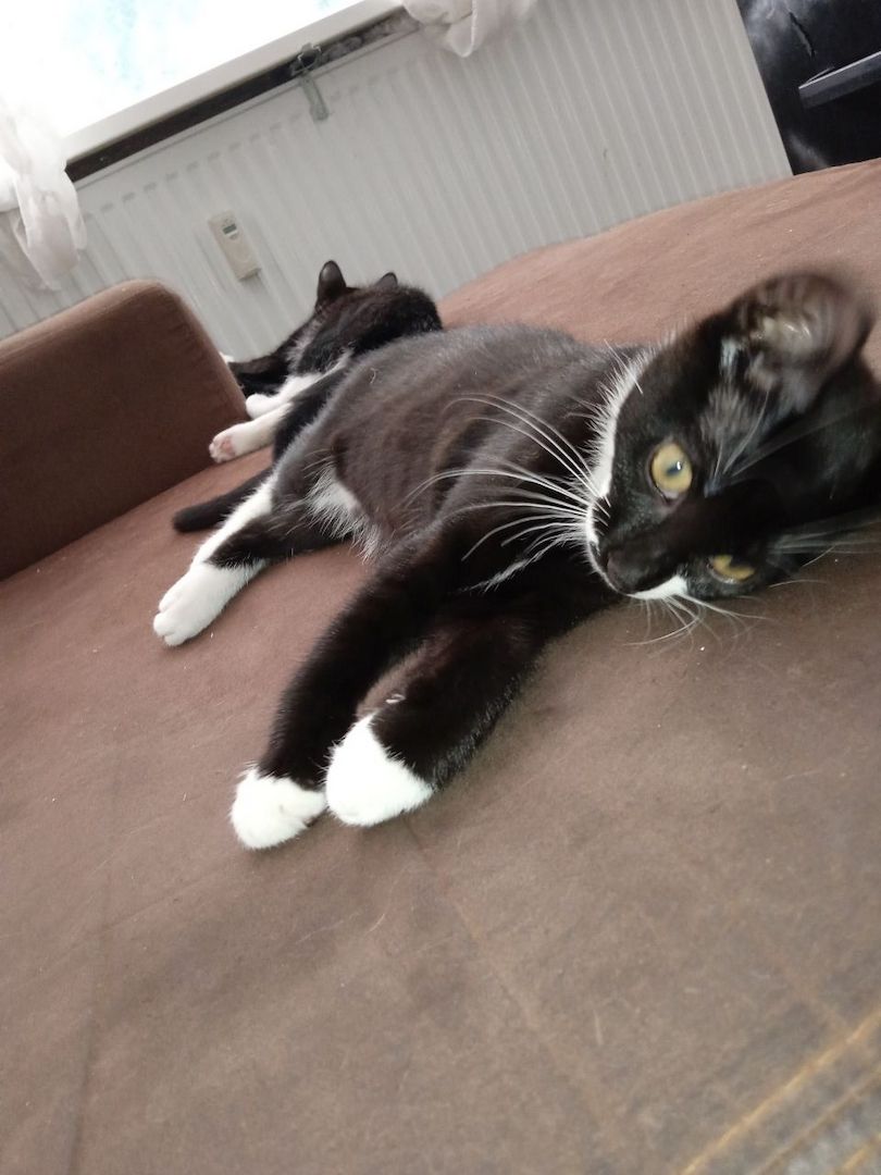 Zückersüße 13 Wochen alte Babykatzen suchen liebevolles Zuhause