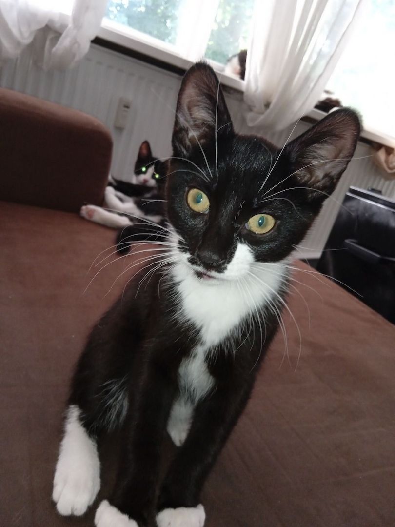 Zückersüße 13 Wochen alte Babykatzen suchen liebevolles Zuhause