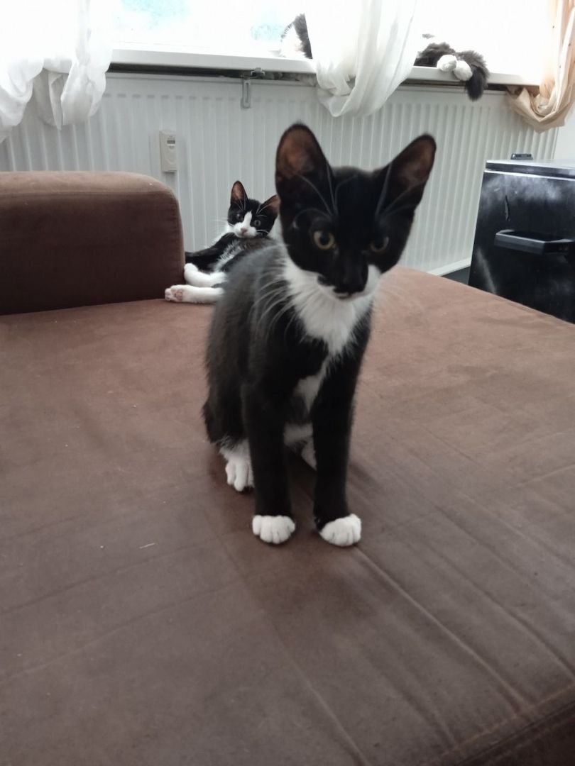 Zückersüße 13 Wochen alte Babykatzen suchen liebevolles Zuhause