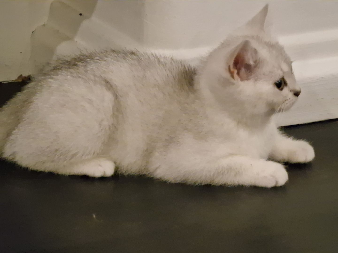 Reinrassige BKH Kitten