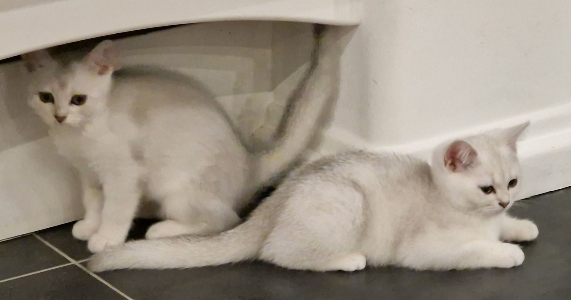 Reinrassige BKH Kitten