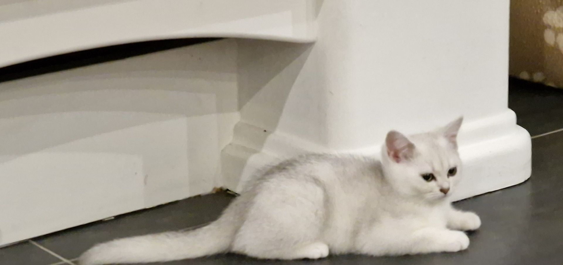 Reinrassige BKH Kitten