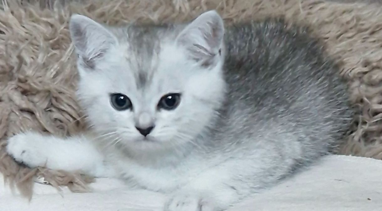 Reinrassige BKH Kitten