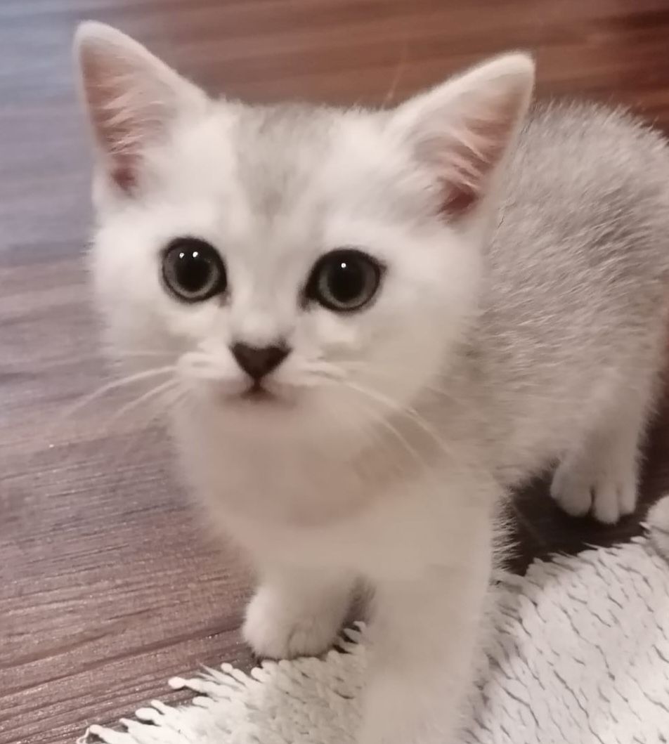Reinrassige BKH Kitten