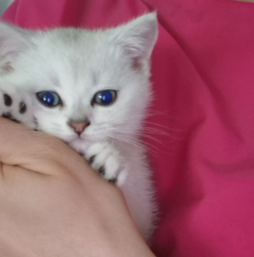 Reinrassige BKH Kitten