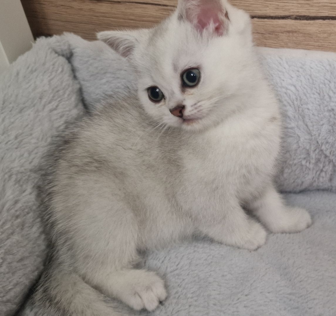 Reinrassige BKH Kitten