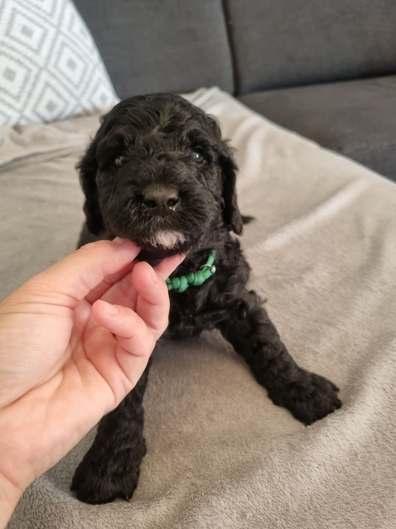 REINRASSIGE KLEINWELPEN PUDEL