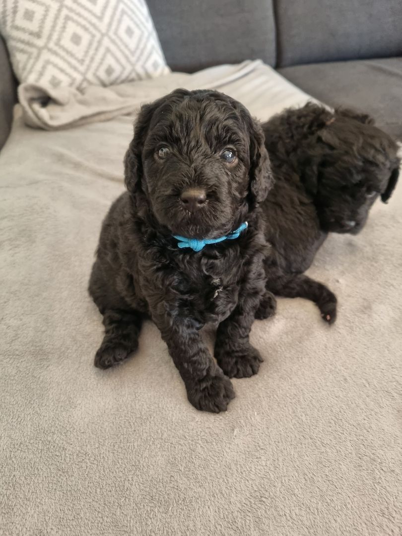 REINRASSIGE KLEINWELPEN PUDEL