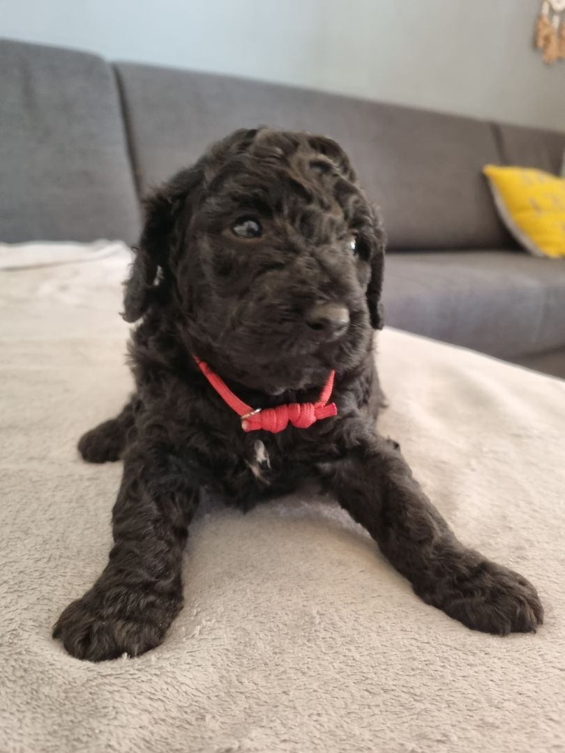 REINRASSIGE KLEINWELPEN PUDEL