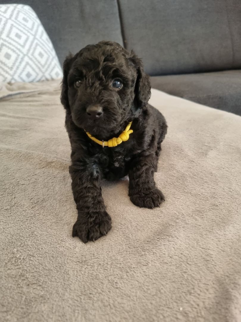 REINRASSIGE KLEINWELPEN PUDEL