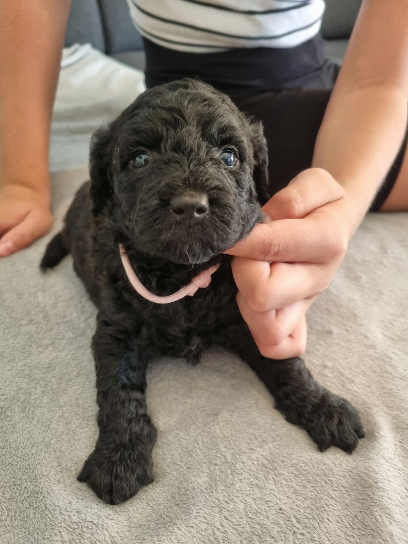 REINRASSIGE KLEINWELPEN PUDEL