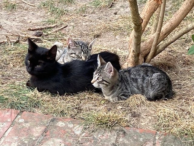 2 junge Ktzen (12 Wochen) abzugeben 2 junge Ktzen (12 Wochen) abzugeben